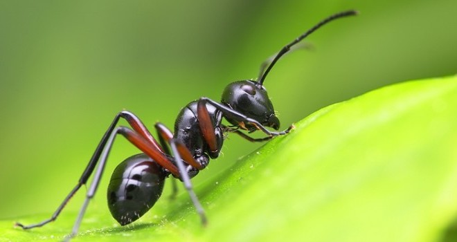 sognare le formiche