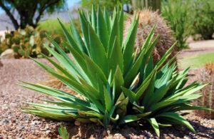 Aloe vera in gravidanza