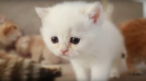 Sognare Gattini