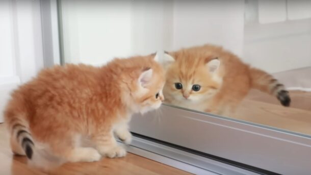 Sognare Gattini piccoli, in casa o appena nati: cosa significa questo sogno